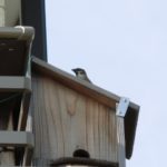 巣箱の屋根に乗るスズメ