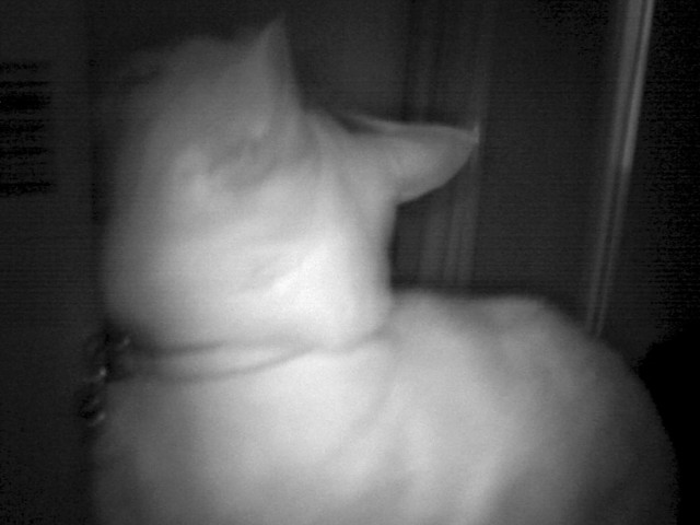 赤外線で撮った猫